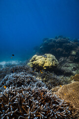 Vibrant tropical coral reef ecosystem with fish in deep blue ocean. © PIPE DIVE UNDERWATER