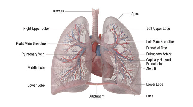 Detailed human lungs with bronchus and blood vessels
