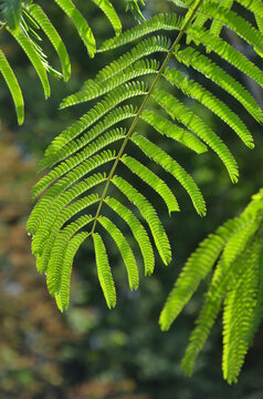 Bright green leaves of Albizia julibrissin or Persian silk tree. Nature, silk tree branches under the sun. Landscaping, gardening concept.