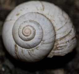 Close-up macro photography of a natural white spiral snail shell resting on dark textured forest soil ground © yashis007