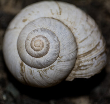 Close-up macro photography of a natural white spiral snail shell resting on dark textured forest soil ground