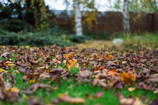 Autumn leaves scattered on green grass in a garden with soft blurred background. Warm seasonal foliage creates a simple outdoor yard scene useful for autumn work and gardening themes.