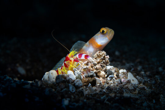 Pistol Shrimp and the Goby Camiguin Island