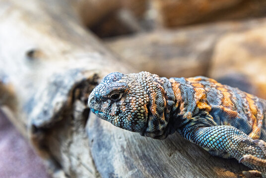 Close-up portrait of a colorful uromastyx spiny-tailed lizard with blue, orange and brown scales resting on a rock.
