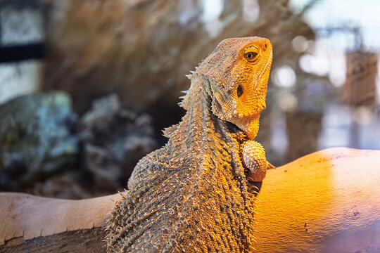 Central bearded dragon resting on a branch in a terrarium, showing its textured scales, spiny body and distinctive head.