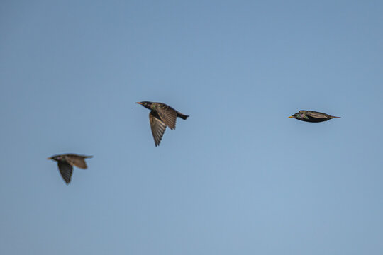 Stare im Flug