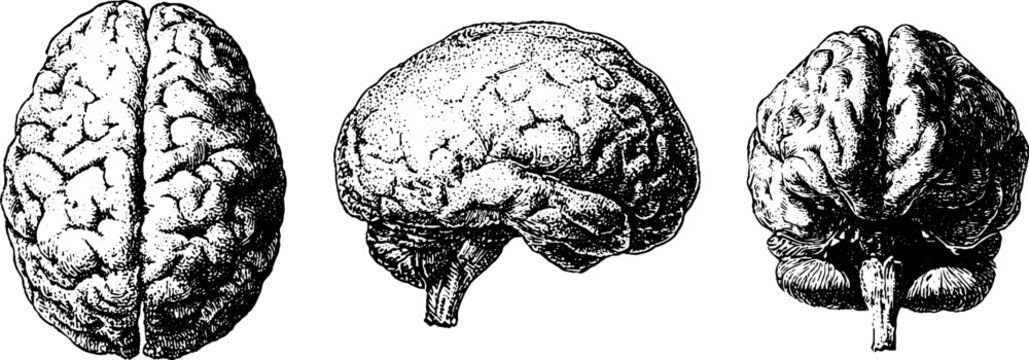 Set of three isolated black and white anatomical brain engravings showing top and side views for medical poster background and education