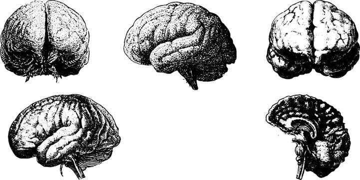 Set of three isolated black and white anatomical brain drawings showing lateral and sectional views for medical poster background and education