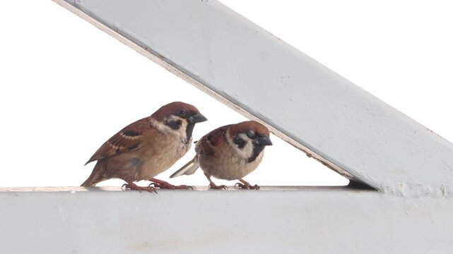 A pair of sparrows sit together on the frame of a roof structure and observe their surroundings