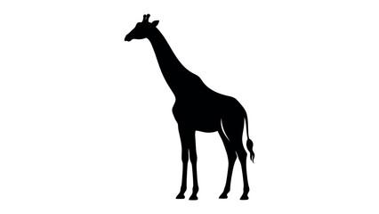 Fototapeta premium Giraffe Silhouette: A majestic giraffe stands tall and elegant in a stark black silhouette against a clean, white background, showcasing its iconic long neck and slender form.