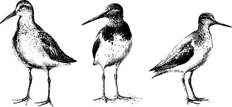 Set of three black and white sandpiper bird line drawings isolated on white for vintage nature background poster and banner design