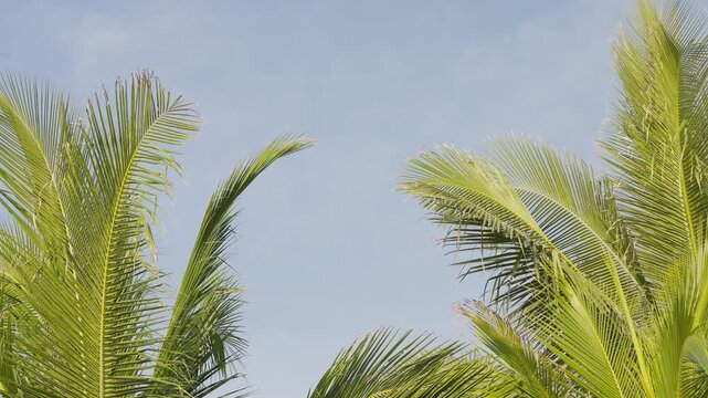 Coconut tree leaf and blue sky