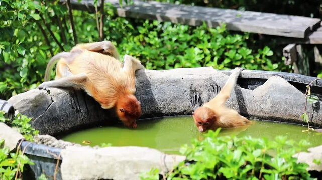 Two cute Proboscis Monkey drinking water in Borneo rainforest Sandakan Malaysia
