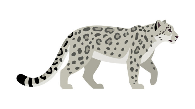 Snow Leopard Isolated on Transparent Background