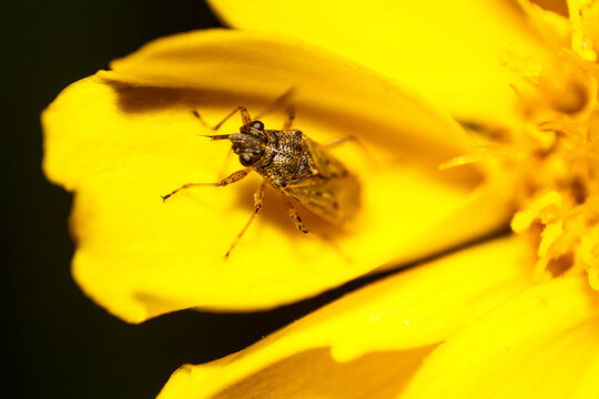 Close-up of a tiny insect resting on a vibrant yellow flower petal, highlighting intricate details and the delicate beauty of nature's small wonders