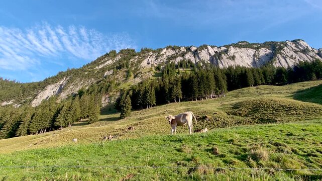 Explore the breathtaking landscape of Meglisalp in Appenzell, Switzerland. Cows graze peacefully under the bright blue sky, showcasing the beauty of nature and tranquil rural life.