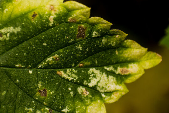 Close-up macro shot of a green plant leaf showing signs of disease, damage, and spotting