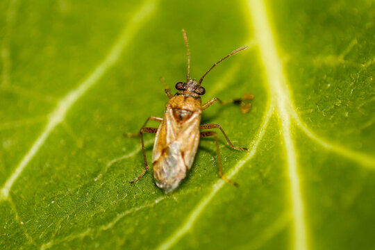 Small brown plant bug resting on a vibrant green leaf in close-up macro