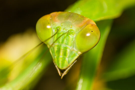 Extreme close up of a green praying mantis head showing detailed compound eyes on a natural background