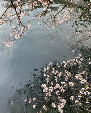 水辺の花」の写真素材 | 28,693件の無料イラスト画像 | Adobe Stock