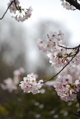 Sakura cherry blossoms in japan © 木末 狩集