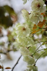 Gyoikou sakura Green cherry blossom © 木末 狩集