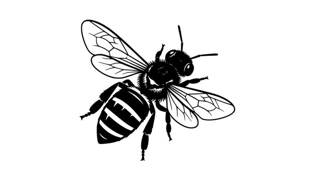 Honey Bee Flying Silhouette Vector Illustration Top View with Detailed Wings