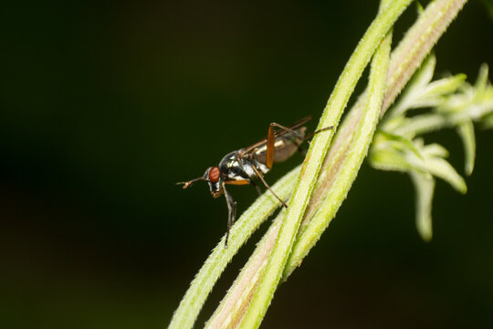Macro Photography of a Small Black and White Stilt-Legged Fly Perched on a Delicate Green Plant Stem in Nature