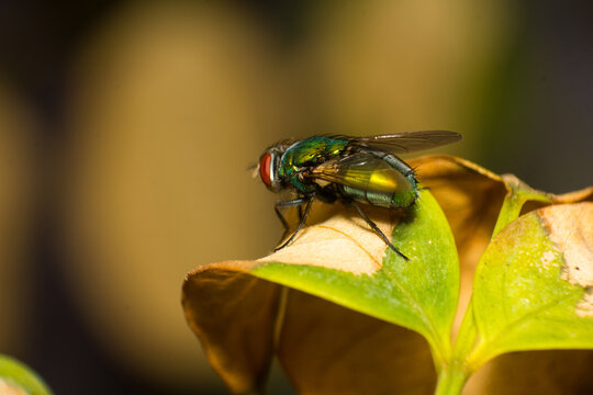 Macro photography of a metallic green blow fly resting on a leaf in a garden setting