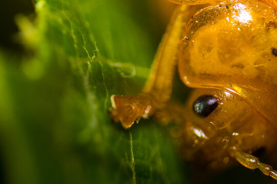 Macro close-up shot of a bright yellow beetle resting and eating on a lush green leaf