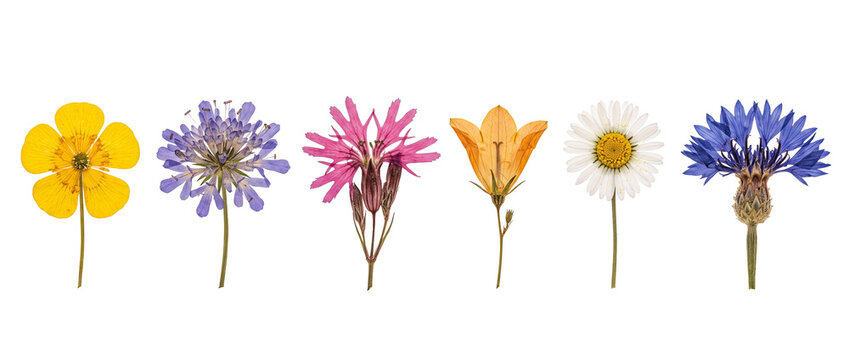 Pressed wildflowers botanical collection isolated on black background arranged in a row with vibrant colorful dried blossoms including daisy buttercup cornflower for nature design elements.