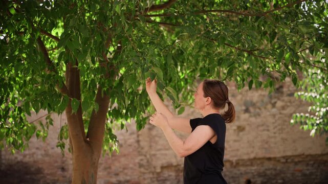 Female agricultural worker inspecting tree branches and leaves in sunlit orchard. Plant health monitoring, horticulture, farming, crop management, countryside agriculture concept. 4K.