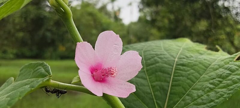 Delicate pink mallow flower blooming on a green stem with an ant crawling nearby