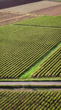 Italian vineyards from drone view, neat rows of vines in agricultural zone of Lake Garda