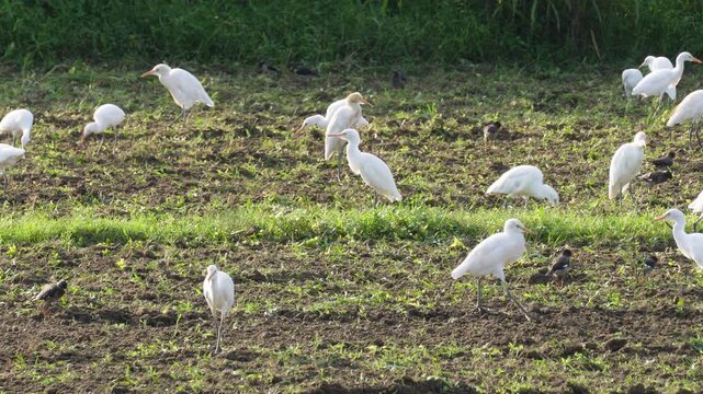 Cattle egrets foraging in plowed agricultural field