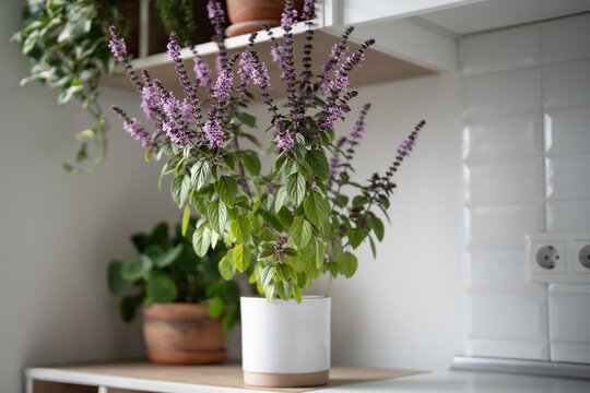 Flowering Thai basil displays decorative purple blooms on apartment shelf beside pilea, hoya and trailing houseplants, creating aromatic edible greenery within cozy modern kitchen garden.
