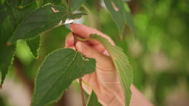 Female farmer agronomist checking leaves and branches of cultivated tree in orchard. Crop monitoring, horticulture, plant care, agricultural research, sustainable agriculture. 4K.