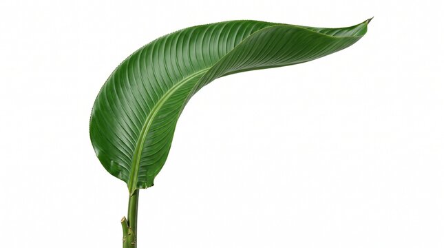 A delicate green leaf embracing the beauty of nature, symbolizing freshness, growth, and the peaceful simplicity of life.