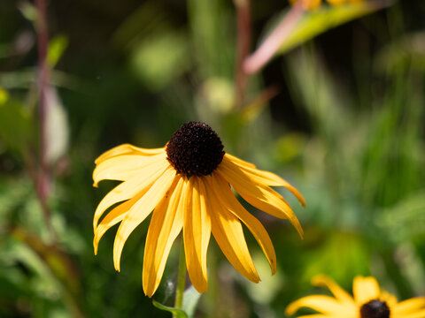 Goldsturm Rudbeckia fulgida flower with copy space
