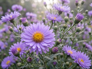 Obraz premium Purple aster flowers in bloom, vibrant autumn garden blossoms, soft morning light on violet daisy-like petals