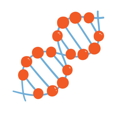 DNA double helix molecule with colorful bonds. Vector illustration isolated for genetics, biology and education design.