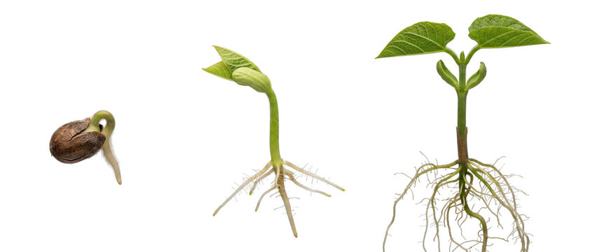 Seed Germination Plant Growth Sequence showing bean seed sprouting, root development, and young seedling stages against a black background representing life cycle, evolution, and progress in botany.