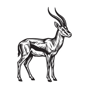 Antelope Gazelle Woodcut Engraved Illustration, Relief Carved Printmaking Style Animal Artwork, Black and White African Impala Silhouette isolated on White