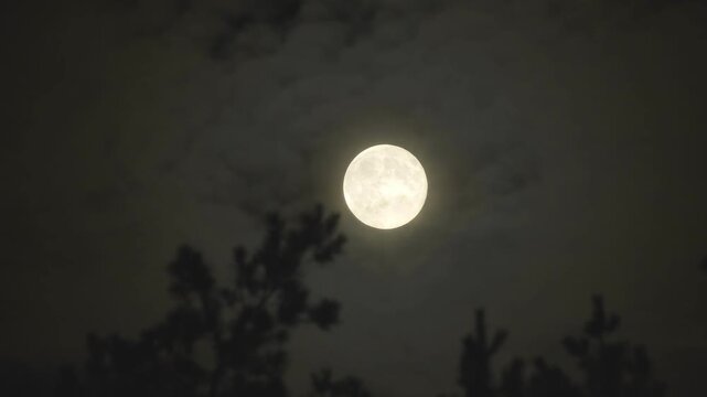 Bright full moon glows through drifting clouds above silhouetted pine tree branches in the dark night sky