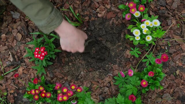 Female hands plant colorful daisy flowers into dark garden soil top view surrounded by blooming flower beds
