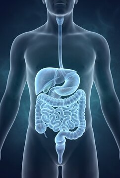 Translucent Human Digestive System Anatomy Visualization