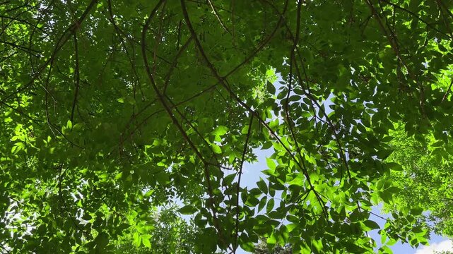 Looking up at lush green tree canopy offering cool pleasant shade on bright summer day. Dense leafy branches against sunny blue sky in botanical park. Low angle view..