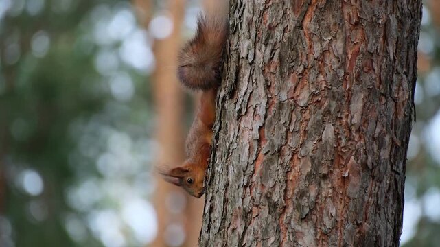 A red squirrel makes its way down a tall pine tree trunk against a soft snowy winter forest backdrop