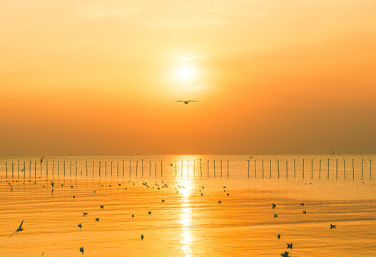 Seagull flying under golden sunset sun over sea with bamboo bamboo poles