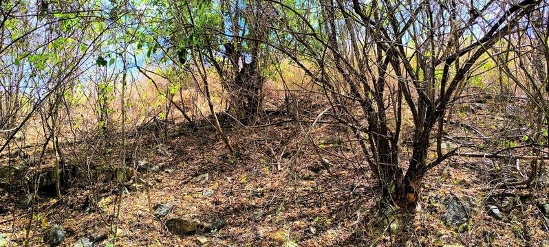 Dense overgrown dry forest floor with tangled branches and scattered rocks under bright sunlight